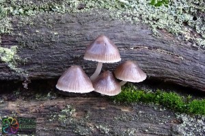 Mycena tintinnabulum